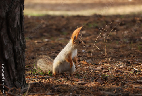 Cute red squirrel near tree in forest
