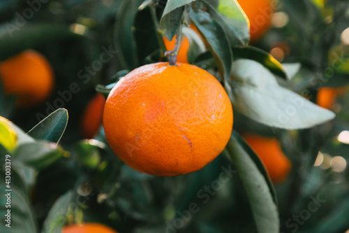 Mandarina en el árbol