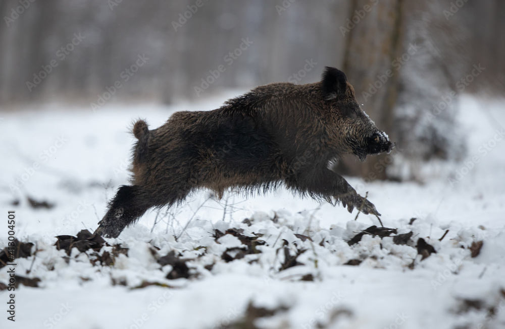 Wild boar running on snow in forest Wild boar running on snow in forest