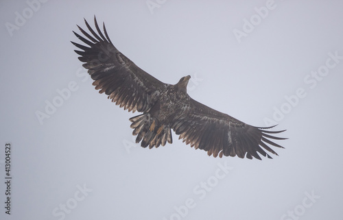 Coomon buzzard flying on sky