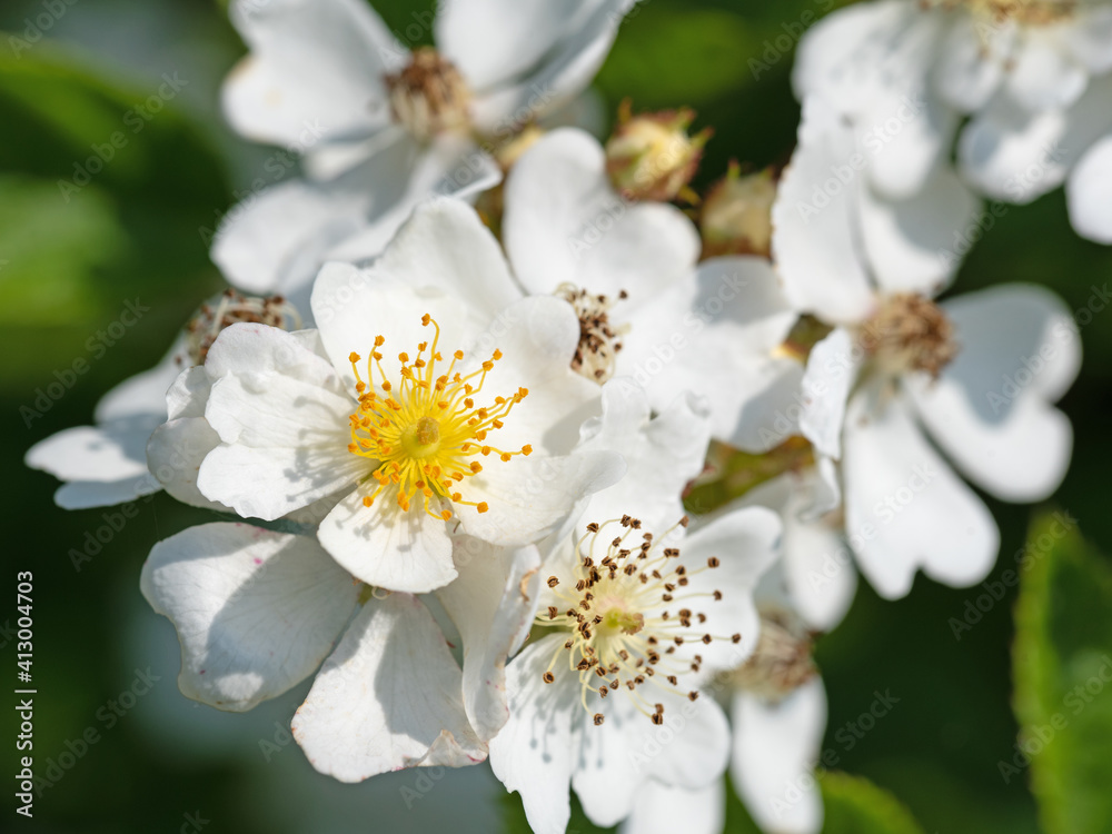 Blühende Hagebutten, Rosa canina, im Frühling