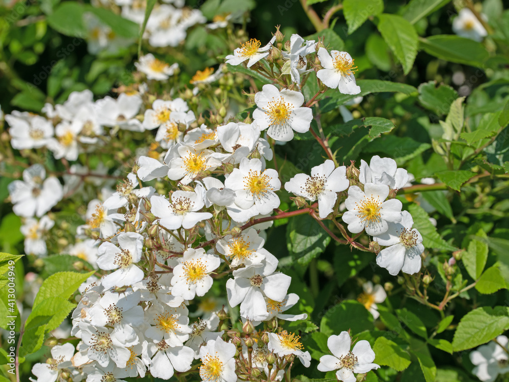 Blühende Hagebutten, Rosa canina, im Frühling Blühende Hagebutten, Rosa canina, im Frühling