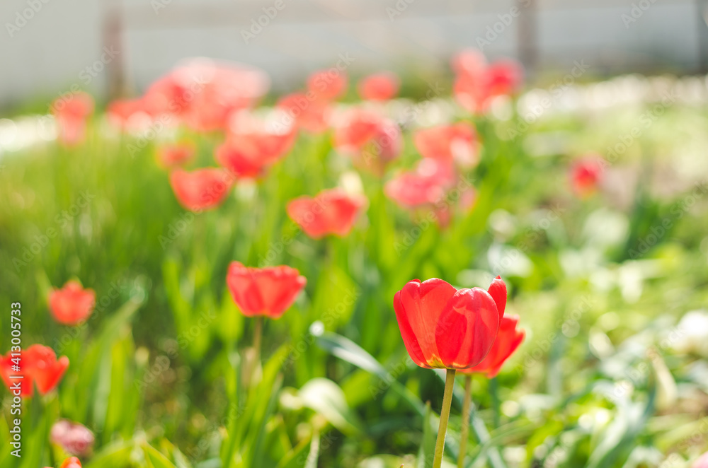 Abundance of spring red tulips