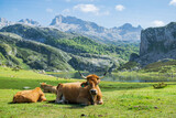 Detail of the cow in front of Lake Ercina with her friends. Photograph taken in Los Picos de Europa, Asturias, Spain. 