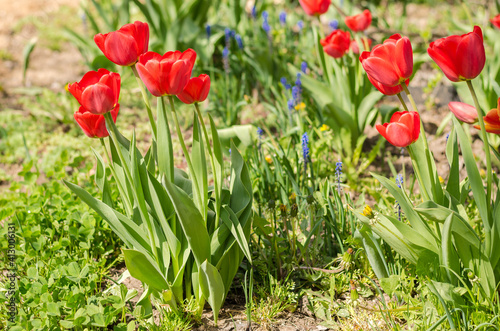 Spring red tulips blooming in the garden.