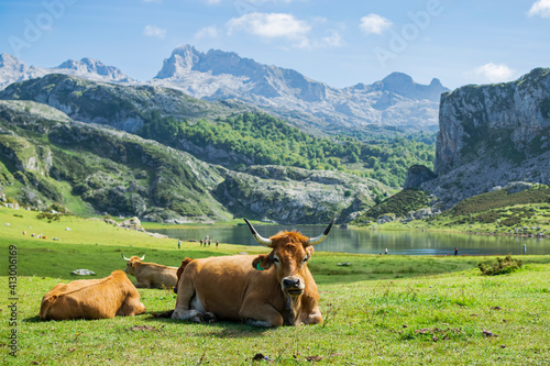 Detail of the cow in front of Lake Ercina with her friends. Photograph taken in Los Picos de Europa, Asturias, Spain. 