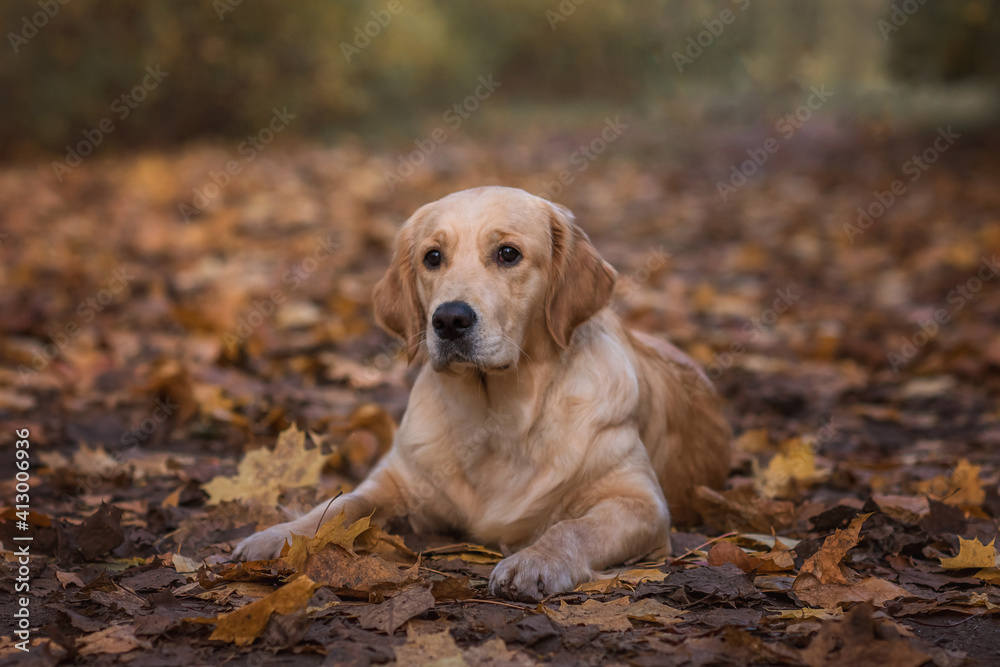 golden retriever dog sitting in park in autumn golden retriever dog sitting in park in autumn
