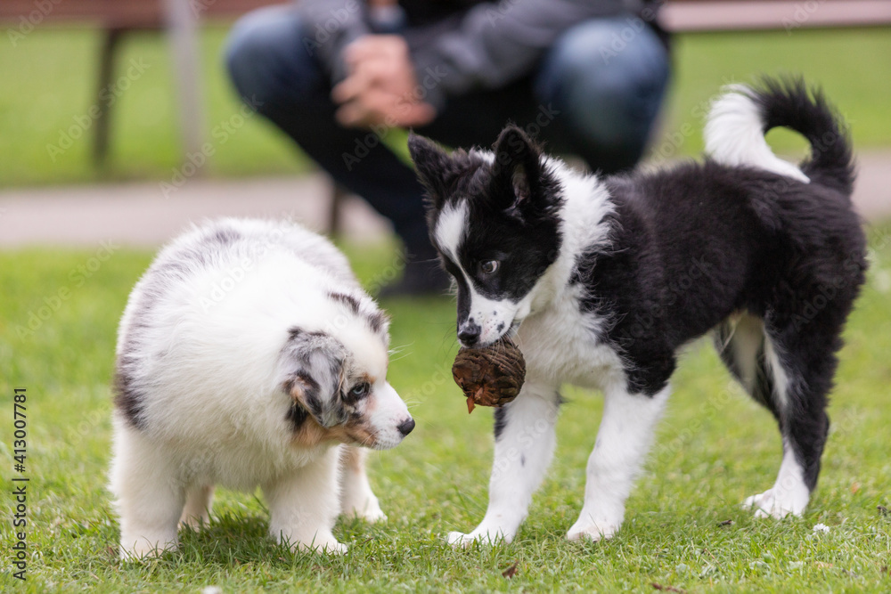 Dos cachorros de perro jugando en el parque. Uno invita al otro a coger un juguete Dos cachorros de perro jugando en el parque. Uno invita al otro a coger un juguete