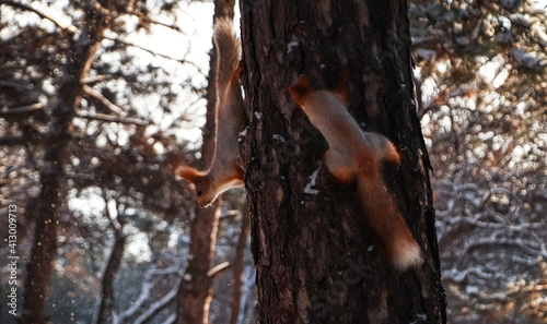 Cute squirrels on pine tree in winter forest