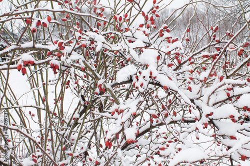 Winterberry tree with snow covered branches and red berries photo