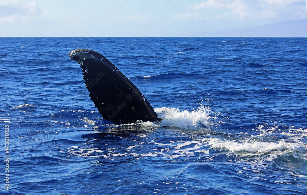 Fototapeta premium Pectoral fin - Humpback whale, Maui, Hawaii