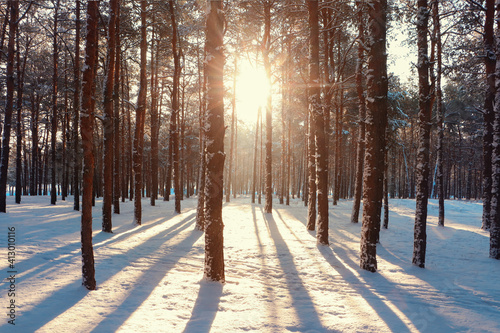 Picturesque view of snowy pine forest in winter morning