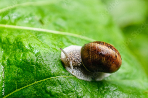 Snail on leaves