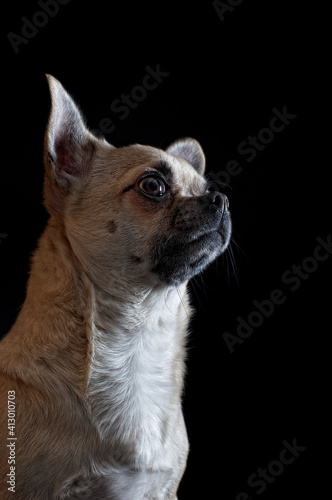 dog portrait