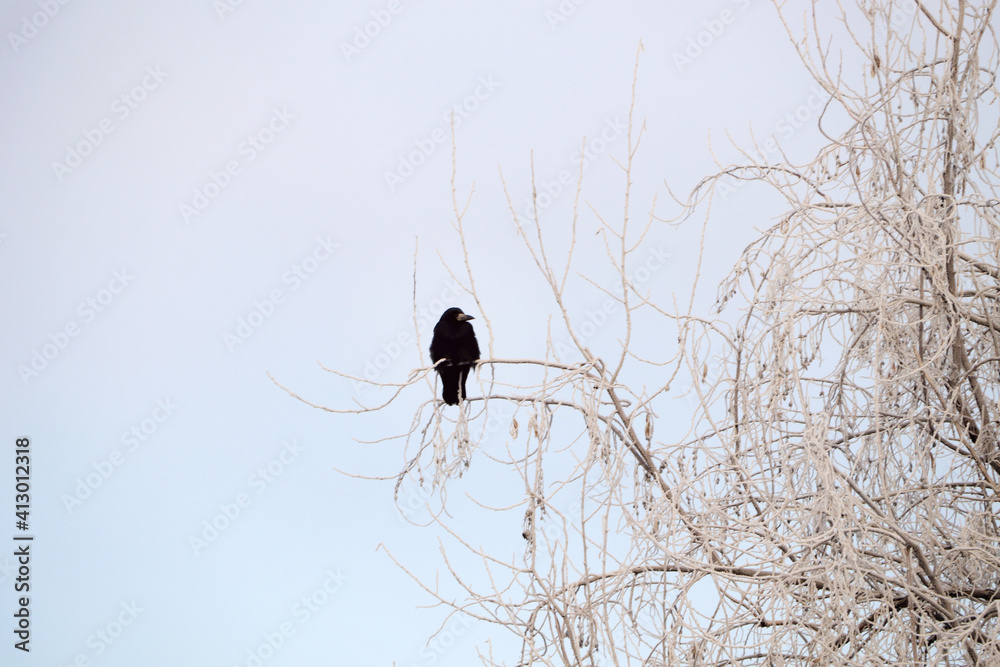 Fototapeta premium Black crow sitting on tree covered with hoarfrost outdoors. Winter morning