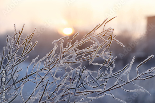 Dry plant covered with hoarfrost outdoors on winter morning, closeup © New Africa