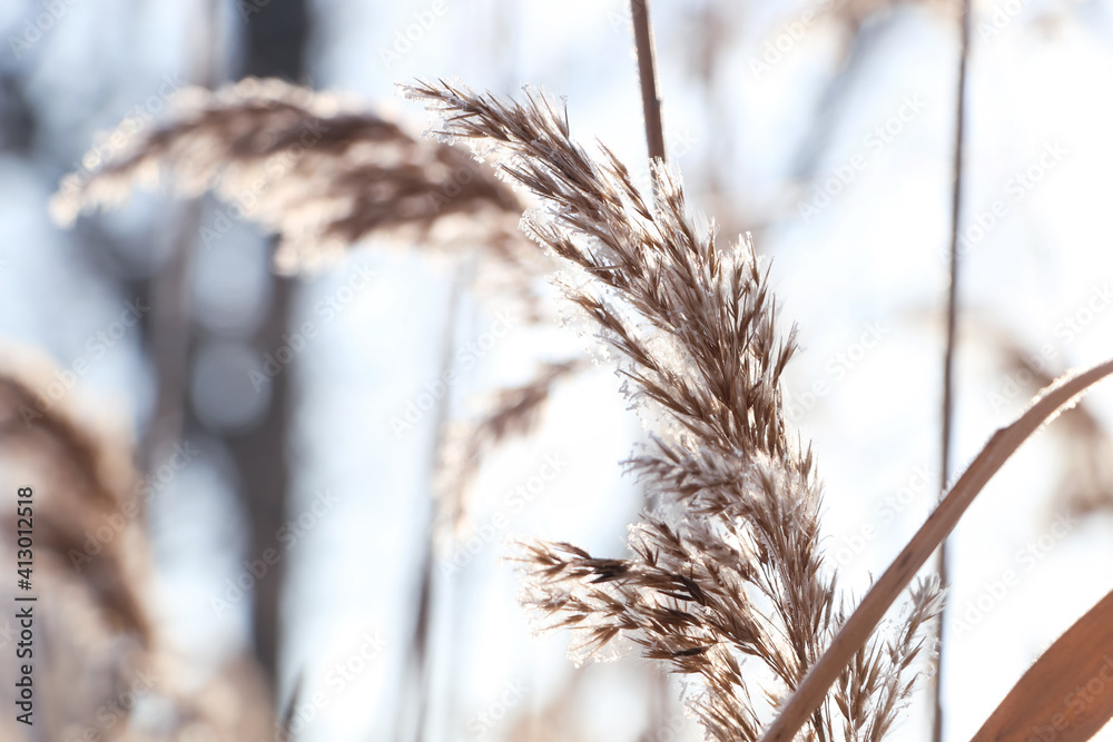 Dry plant covered with hoarfrost outdoors on winter morning, closeup. Space for text
