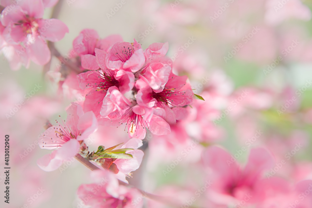 pink peach blossom in spring