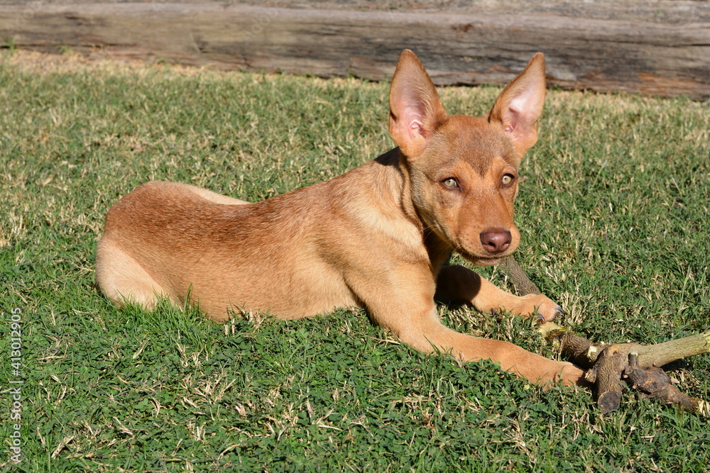 Dog on Grass Dog on Grass