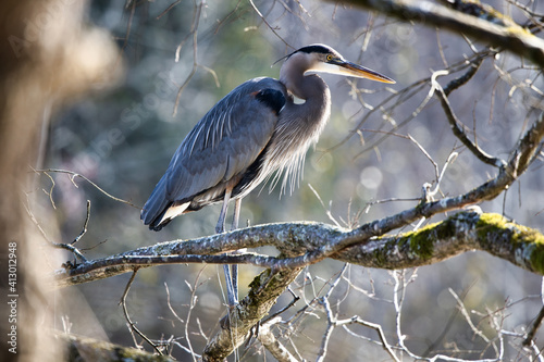 Fotografie, Tablou great blue heron