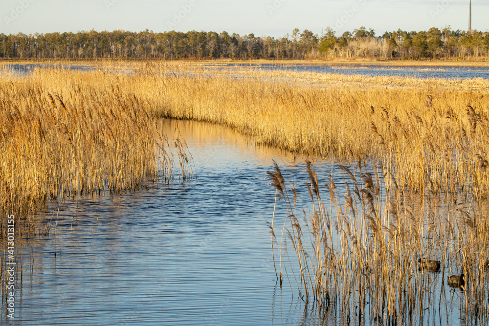 reeds in the water reeds in the water