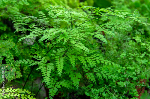 fern in the forest