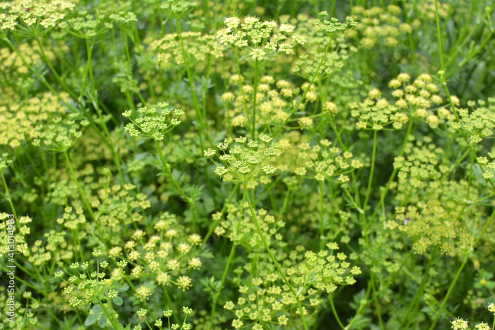 In the garden blooms parsley In the garden blooms parsley