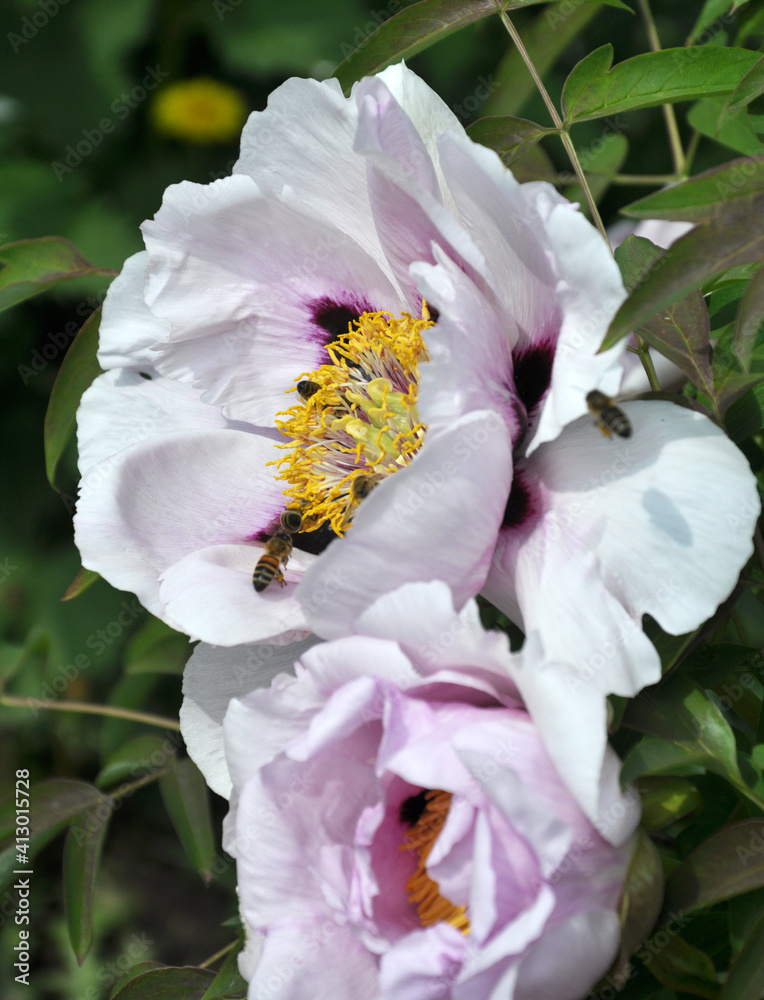 In the spring, a peony tree-like (Paeonia suffruticosa) blooms in the garden. In the spring, a peony tree-like (Paeonia suffruticosa) blooms in the garden.