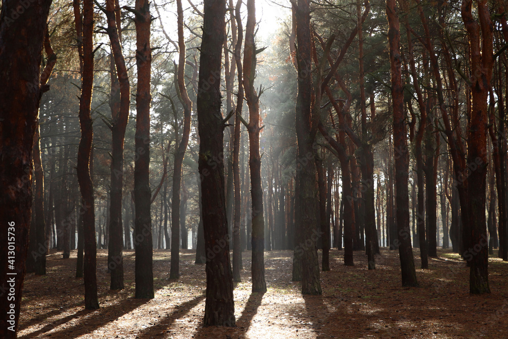 Picturesque view of beautiful forest on sunny day Picturesque view of beautiful forest on sunny day