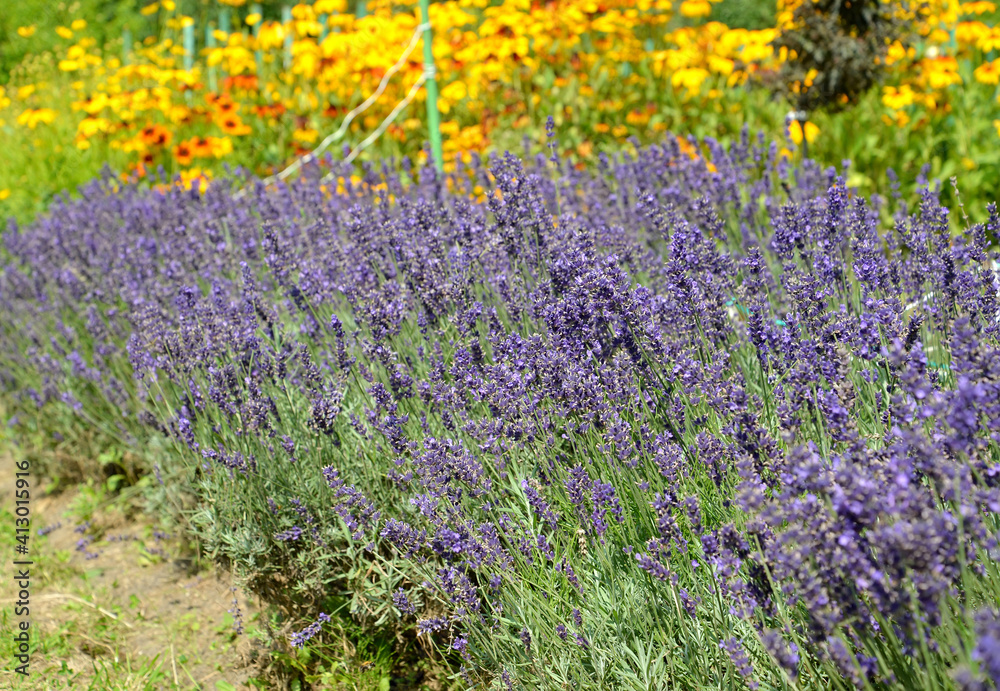 Naklejka premium Flowering lavender narrow-leaved (Lavandula angustifolia Mill.) In the park