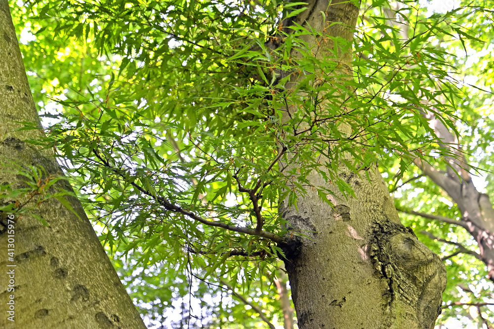 Fototapeta premium Forest split-leaved beech (Fagus sylvatica, var. laciniata), a branch with leaves on the background of the trunk