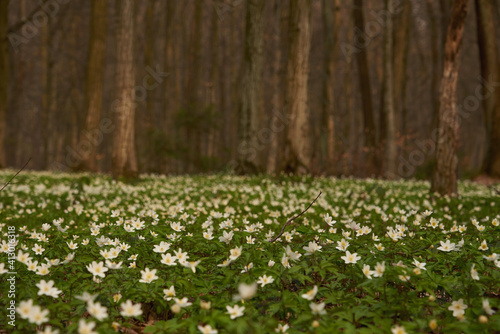 Flowers in the spring forest