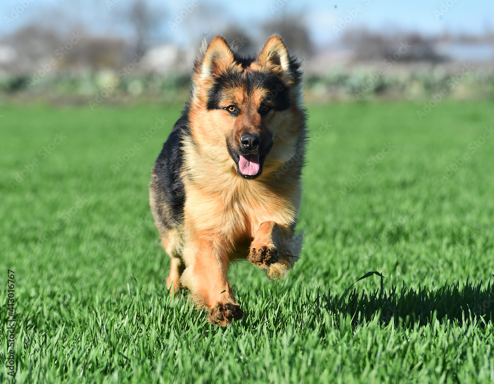 a nice german shepherd in a green field a nice german shepherd in a green field