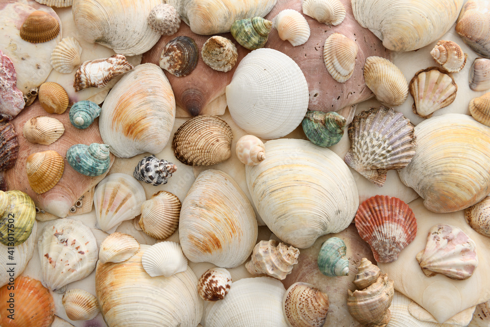 Various seashells clams cockles and sea snails in an abstract background pattern