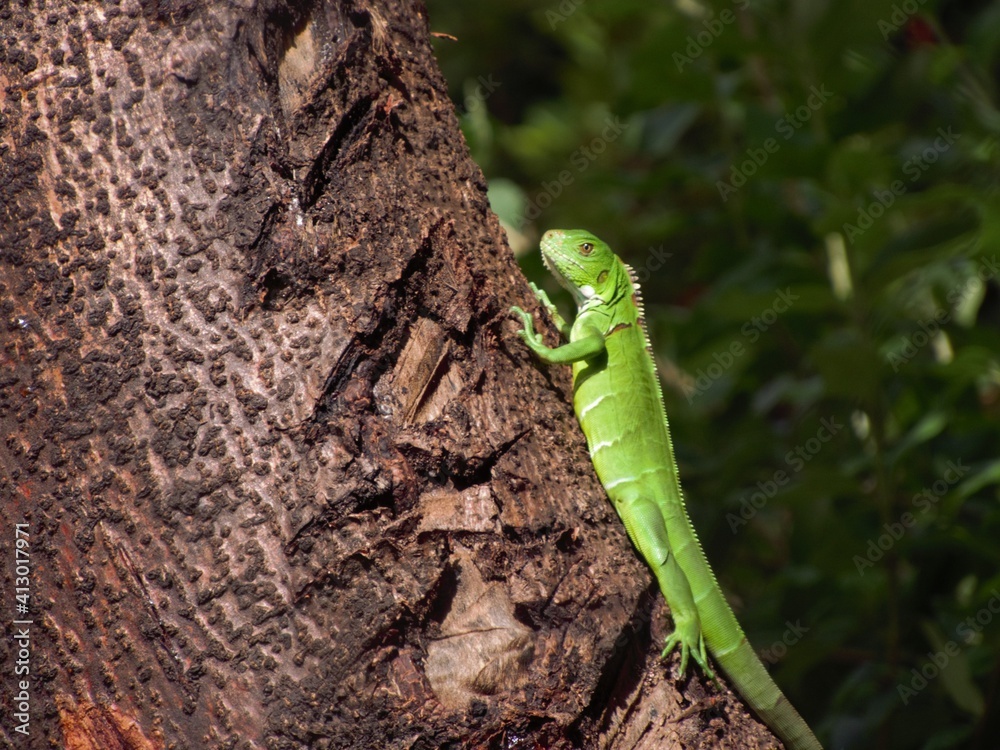 Fototapeta premium sinimbu green lizard in bugres bar - mt brazil