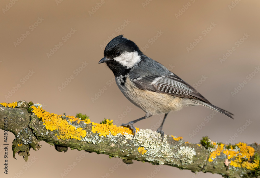 Obraz premium Coal tit ( Periparus ater ) close up