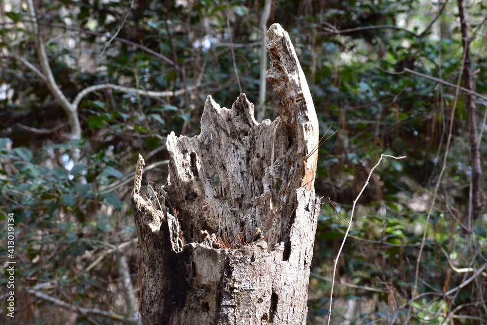 Isolated broken decaying tree stump in wetlands Isolated broken decaying tree stump in wetlands