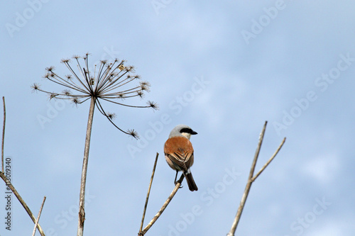 Fototapeta Naklejka Na Ścianę i Meble -  Red-backed shrike in Bieszczady Mountains, Poland