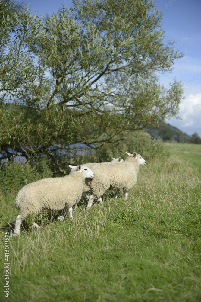 Fototapeta premium sheep in the field