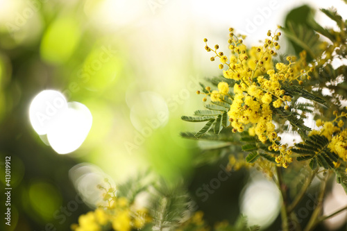 Beautiful mimosa plant on blurred background, closeup. Space for text