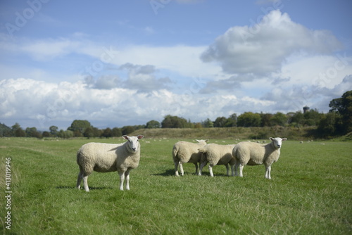 sheep in the field