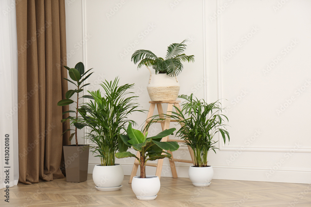 Different beautiful indoor plants in room. House decoration