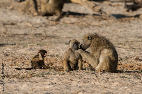 Botswana, Africa. Chacma Baboons grooming.