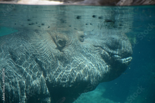 Hippo Underwater Zoo