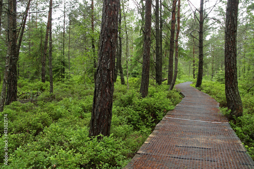 Fototapeta Naklejka Na Ścianę i Meble -  Peatbog near Tarnawa in Bieszczady Mountains, Poland