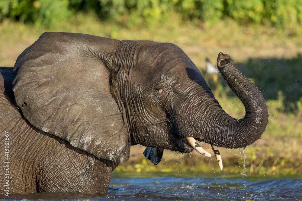 Africa, Botswana, Chobe National Park, Elephant (Loxodonta africana) waves trunk while cooling off in Chobe River