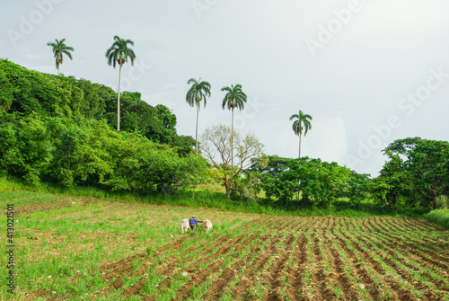 agriculteur avec une charrue de traction animale, Mayajigua, Cuba