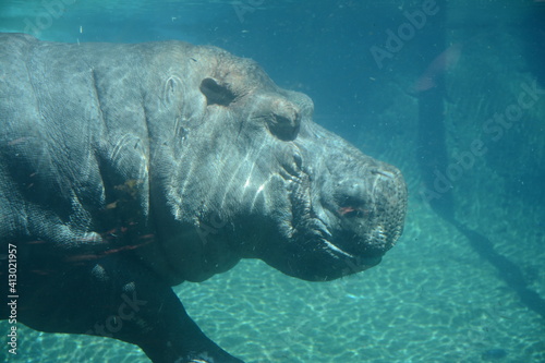 Hippo Underwater Zoo