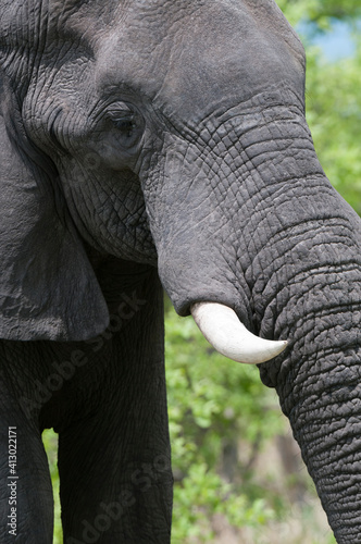 African elephant (Loxodonta africana), Khwai Concession Area, Okavango Delta, Botswana.