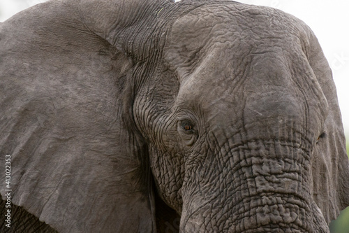 Elephant (Loxodonta Africana), Khwai concession, Okavango delta, Botswana.